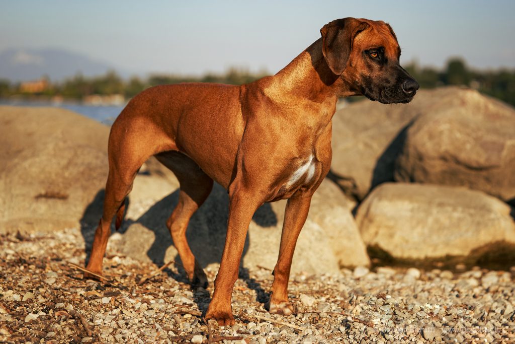 I cani,il guinzaglio e la legge