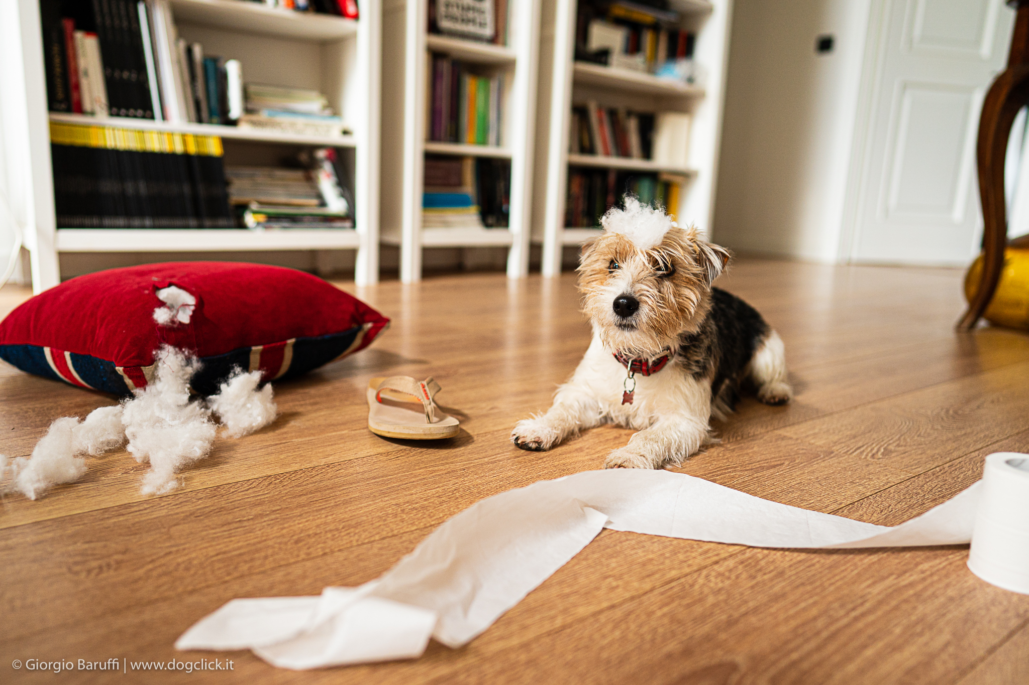 Come insegnare al cane che non deve mordere degli oggetti