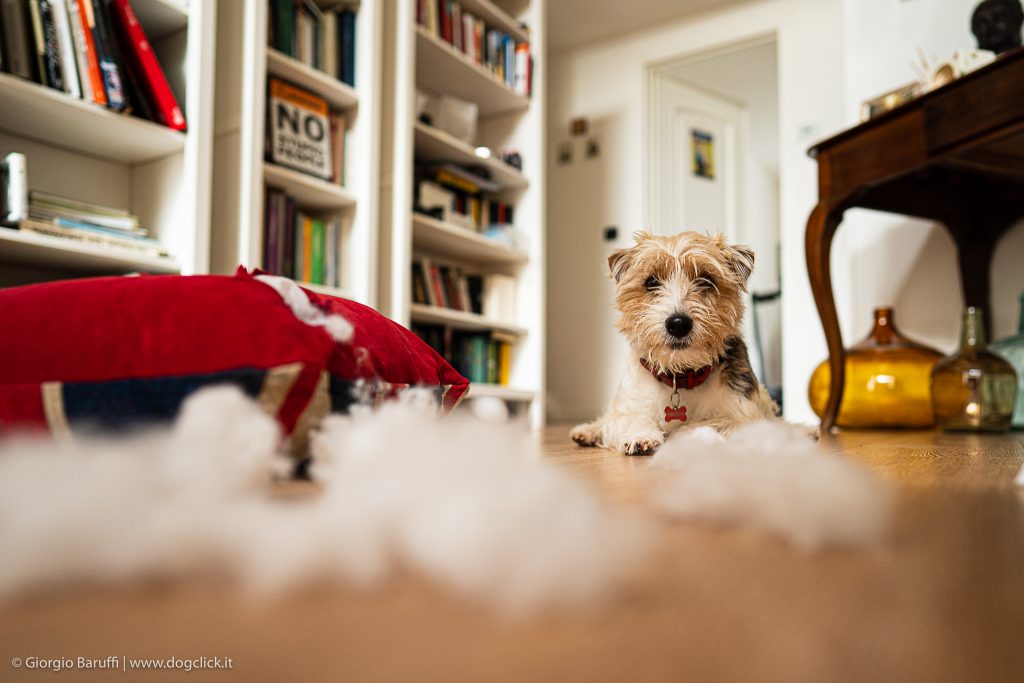 Come insegnare al cane che non deve mordere degli oggetti