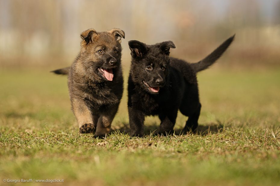 Come comportarsi con i cuccioli