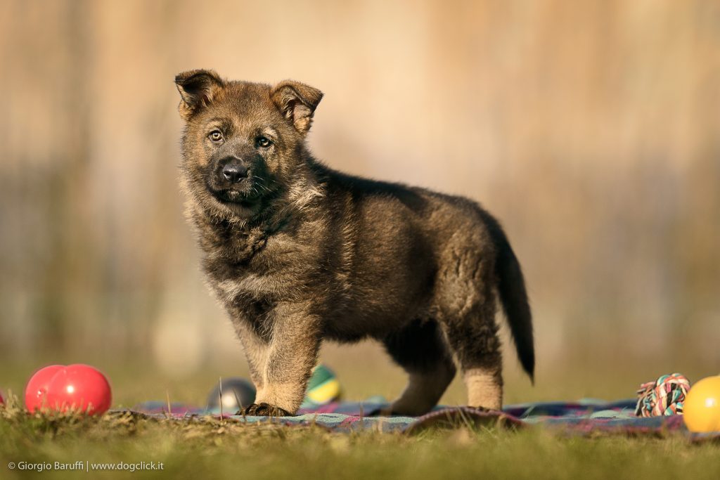 Come comportarsi con i cuccioli