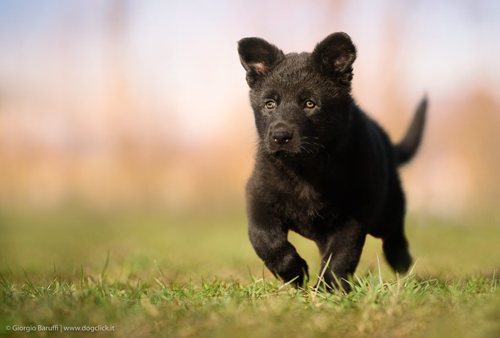 Come comportarsi con i cuccioli