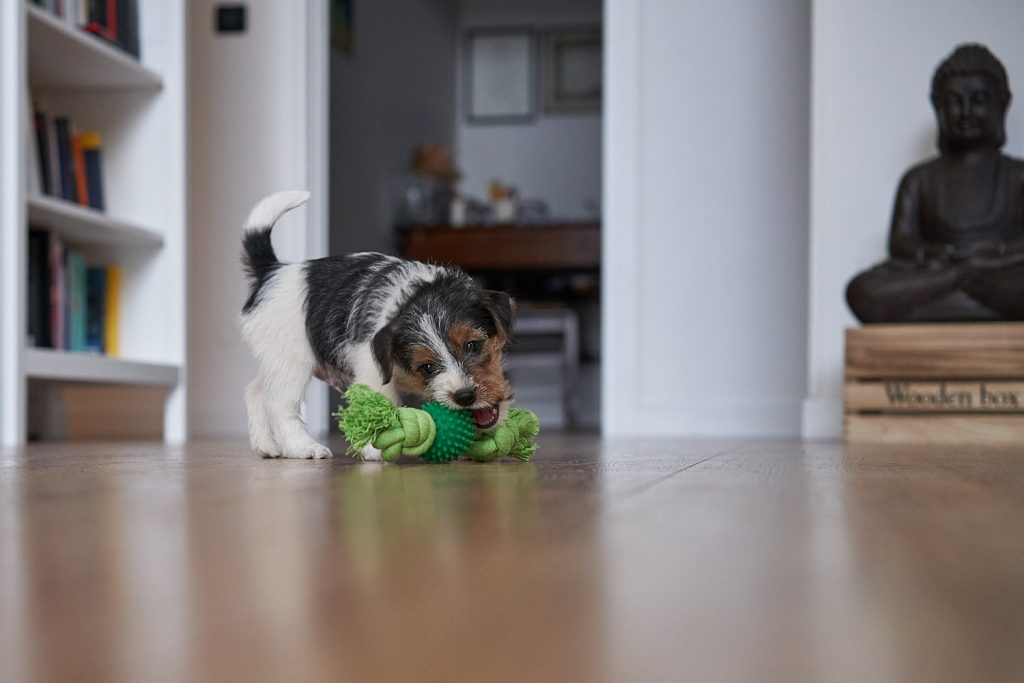 Come insegnare al cane che non deve mordere degli oggetti