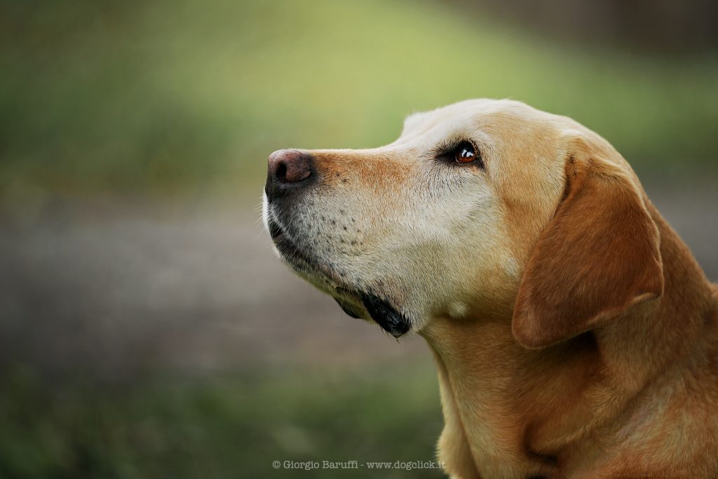 L’amore di un cane è per sempre