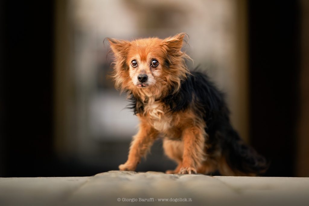 L’amore di un cane è per sempre