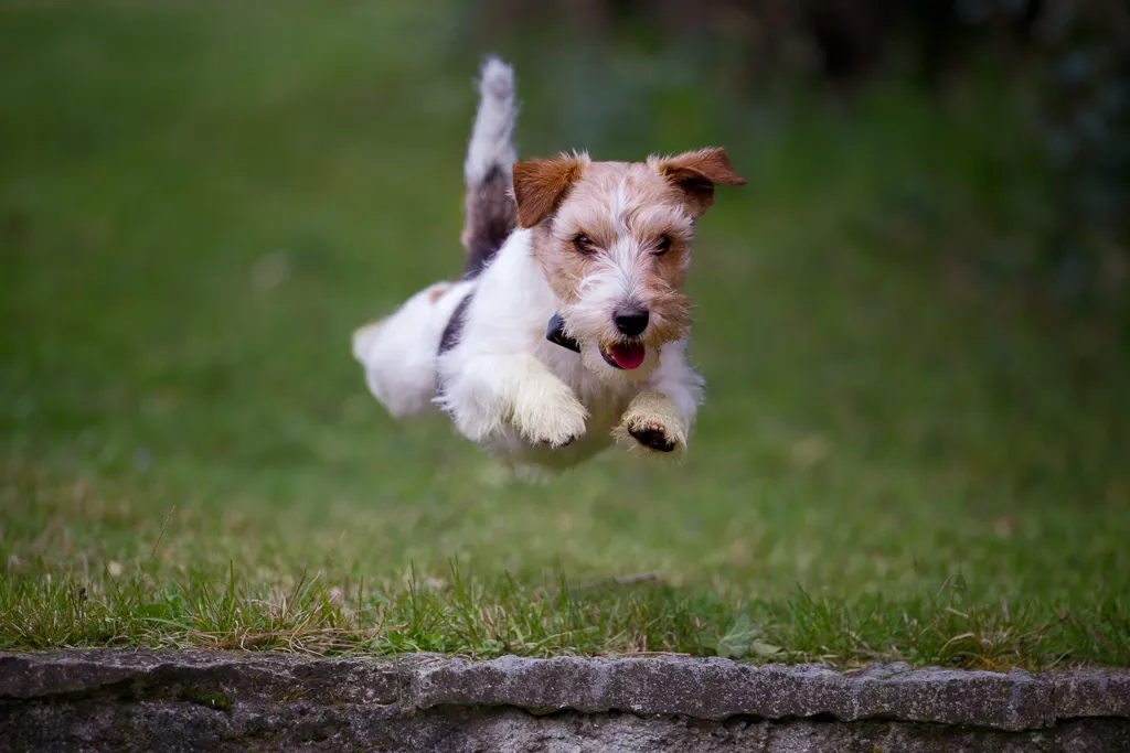 Servizi Fotografici per Cani: Celebrare il Tuo Amico a Quattro Zampe