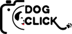 dogclick brescia, ritratti a 4 zampe